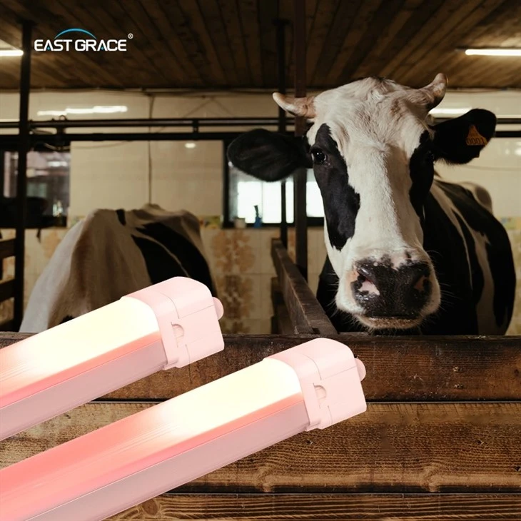 LED Dairy Farm Lighting Smart Linear Lights With Night Options Poultry Farm 5ft 1500mm 76W Milky Cattle Use